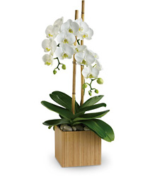 Opulent Orchids from Martinsville Florist, flower shop in Martinsville, NJ
